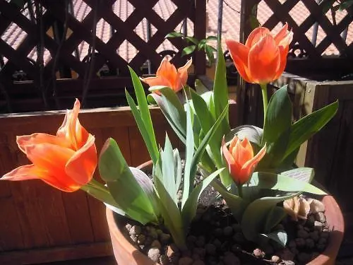 فلورنس L'Antica Porta Boutique B&B 3*,  إيطاليا